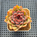 Echeveria Hybrid sp. 1"-2" Hand-Selected Clone (From Brotherly Farm) Succulent Plant Cutting