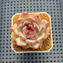 Echeveria Hybrid sp. 1"-2" Hand-Selected Clone (From Brotherly Farm) Succulent Plant Cutting