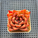 Echeveria Hybrid sp. 1"-2" Hand-Selected Clone (From Brotherly Farm) Succulent Plant Cutting