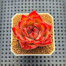 Echeveria Hybrid sp. 1"-2" Hand-Selected Clone (From Brotherly Farm) Succulent Plant Cutting
