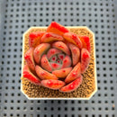 Echeveria Hybrid sp. 1"-2" Hand-Selected Clone (From Brotherly Farm) Succulent Plant Cutting