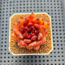 Echeveria Hybrid sp. 1"-2" Hand-Selected Clone (From Brotherly Farm) Succulent Plant Cutting