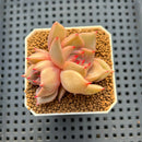 Echeveria Hybrid sp. 1"-2" Hand-Selected Clone (From Brotherly Farm) Succulent Plant Cutting