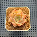 Echeveria Hybrid sp. 1"-2" Hand-Selected Clone (From Brotherly Farm) Succulent Plant Cutting
