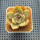 Echeveria Hybrid sp. 1"-2" Hand-Selected Clone (From Brotherly Farm) Succulent Plant Cutting