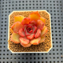 Echeveria Hybrid sp. 1"-2" Hand-Selected Clone (From Brotherly Farm) Succulent Plant Cutting