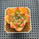 Echeveria Hybrid sp. 1"-2" Hand-Selected Clone (From Brotherly Farm) Succulent Plant Cutting