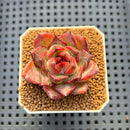 Echeveria Hybrid sp. 1"-2" Hand-Selected Clone (From Brotherly Farm) Succulent Plant Cutting