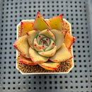Echeveria Hybrid sp. 1"-2" Hand-Selected Clone (From Brotherly Farm) Succulent Plant Cutting