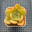 Echeveria Hybrid sp. 1"-2" Hand-Selected Clone (From Brotherly Farm) Succulent Plant Cutting