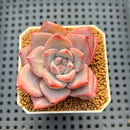 Echeveria Hybrid sp. 1"-2" Hand-Selected Clone (From Brotherly Farm) Succulent Plant Cutting