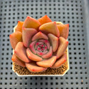 Echeveria Hybrid sp. 1"-2" Hand-Selected Clone (From Brotherly Farm) Succulent Plant Cutting