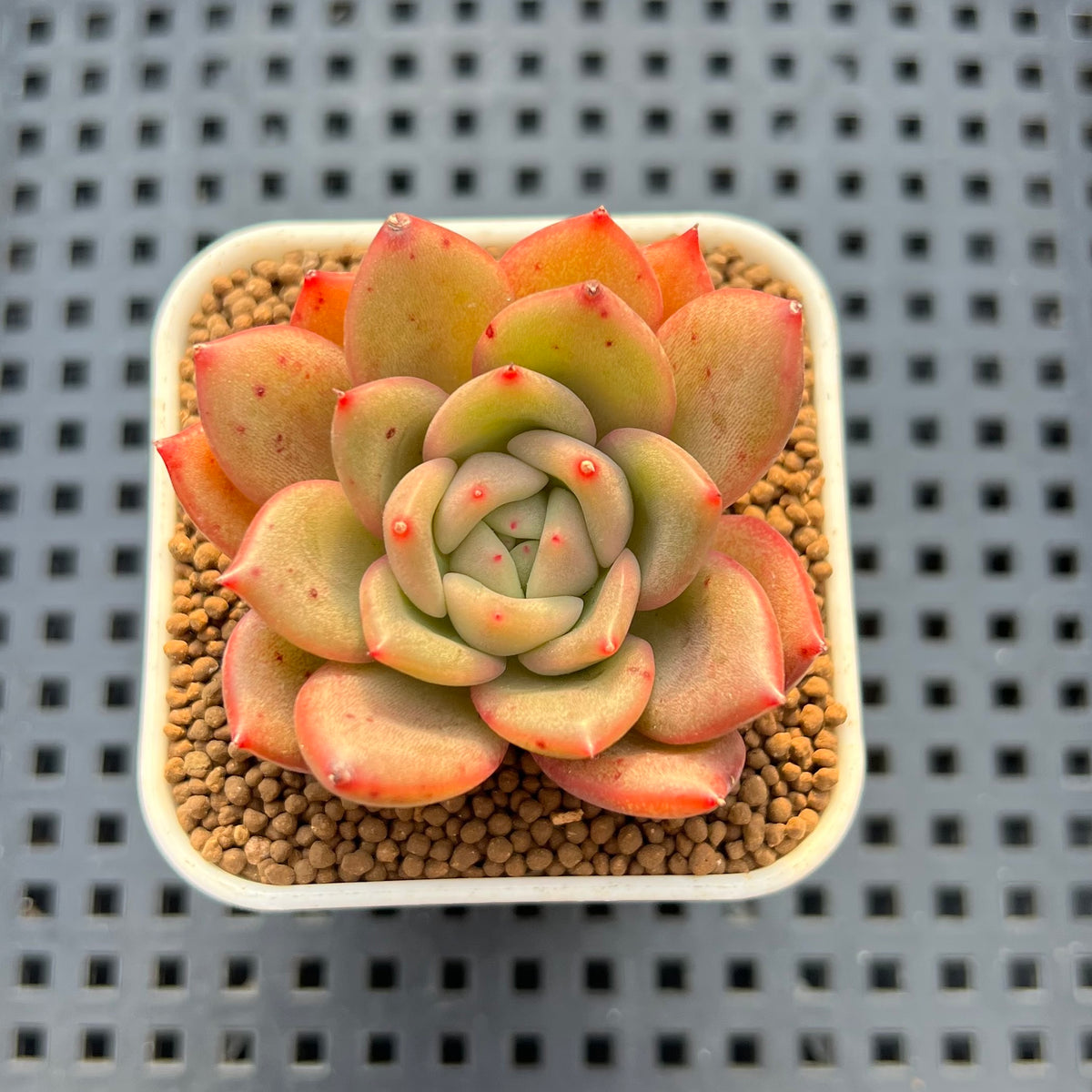 Echeveria Hybrid sp. 1"-2" Hand-Selected Clone (From Brotherly Farm) Succulent Plant Cutting