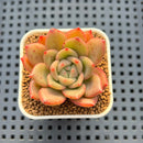 Echeveria Hybrid sp. 1"-2" Hand-Selected Clone (From Brotherly Farm) Succulent Plant Cutting