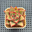 Echeveria Hybrid sp. 1"-2" Hand-Selected Clone (From Brotherly Farm) Succulent Plant Cutting