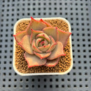 Echeveria Hybrid sp. 1"-2" Hand-Selected Clone (From Brotherly Farm) Succulent Plant Cutting