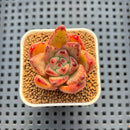 Echeveria Hybrid sp. 1"-2" Hand-Selected Clone (From Brotherly Farm) Succulent Plant Cutting