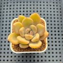 Echeveria Hybrid sp. 1"-2" Hand-Selected Clone (From Brotherly Farm) Succulent Plant Cutting
