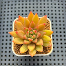 Echeveria Hybrid sp. 1"-2" Hand-Selected Clone (From Brotherly Farm) Succulent Plant Cutting