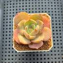 Echeveria Hybrid sp. 1"-2" Hand-Selected Clone (From Brotherly Farm) Succulent Plant Cutting
