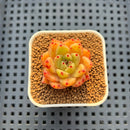 Echeveria Hybrid sp. 1"-2" Hand-Selected Clone (From Brotherly Farm) Succulent Plant Cutting