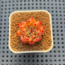 Echeveria Hybrid sp. 1"-2" Hand-Selected Clone (From Brotherly Farm) Succulent Plant Cutting