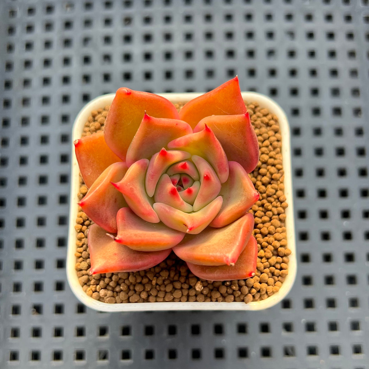 Echeveria Hybrid sp. 1"-2" Hand-Selected Clone (From Brotherly Farm) Succulent Plant Cutting