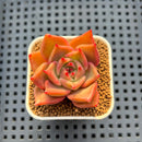 Echeveria Hybrid sp. 1"-2" Hand-Selected Clone (From Brotherly Farm) Succulent Plant Cutting
