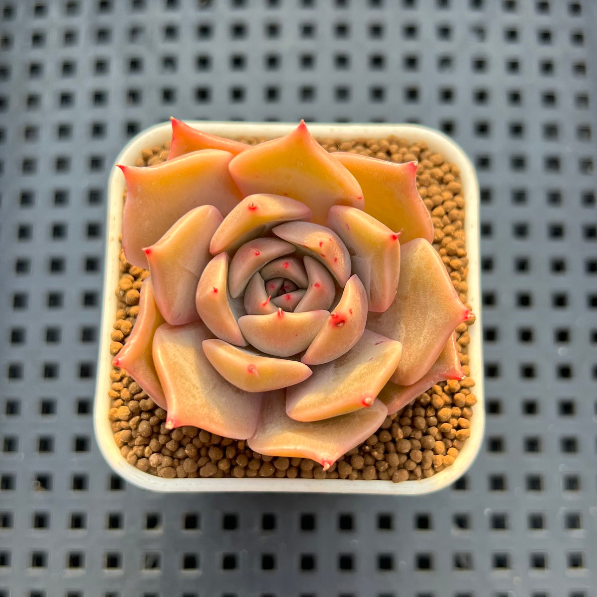 Echeveria Hybrid sp. 1"-2" Hand-Selected Clone (From Brotherly Farm) Succulent Plant Cutting