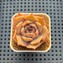 Echeveria Hybrid sp. 1"-2" Hand-Selected Clone (From Brotherly Farm) Succulent Plant Cutting