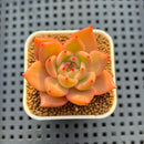 Echeveria Hybrid sp. 1"-2" Hand-Selected Clone (From Brotherly Farm) Succulent Plant Cutting