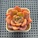Echeveria Hybrid sp. 1"-2" Hand-Selected Clone (From Brotherly Farm) Succulent Plant Cutting