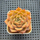 Echeveria Hybrid sp. 1"-2" Hand-Selected Clone (From Brotherly Farm) Succulent Plant Cutting
