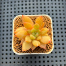 Echeveria Hybrid sp. 1"-2" Hand-Selected Clone (From Brotherly Farm) Succulent Plant Cutting