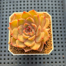 Echeveria Hybrid sp. 1"-2" Hand-Selected Clone (From Brotherly Farm) Succulent Plant Cutting