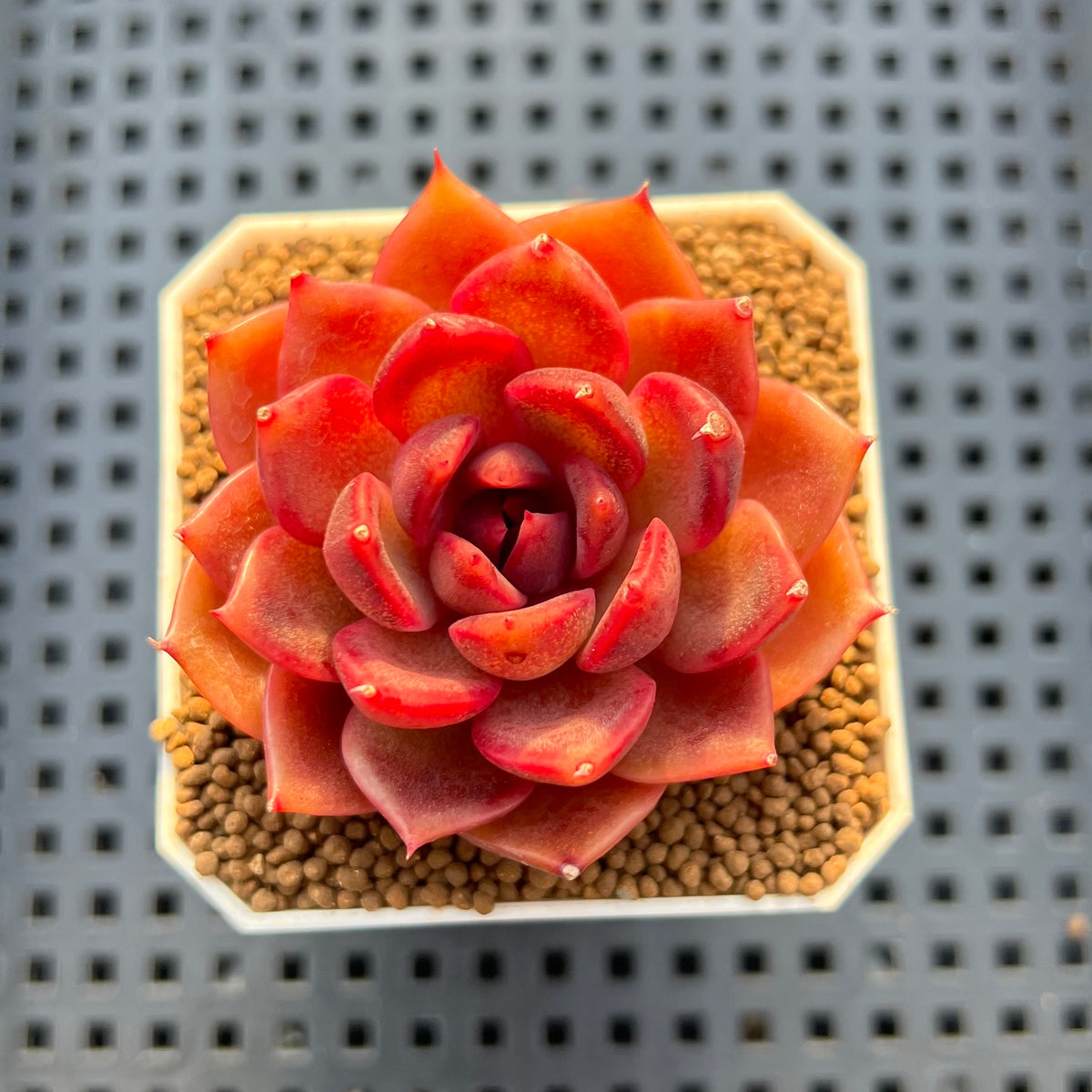 Echeveria Hybrid sp. 1"-2" Hand-Selected Clone (From Brotherly Farm) Succulent Plant Cutting