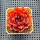 Echeveria Hybrid sp. 1"-2" Hand-Selected Clone (From Brotherly Farm) Succulent Plant Cutting