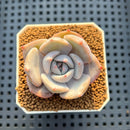 Echeveria Hybrid sp. 1"-2" Hand-Selected Clone (From Brotherly Farm) Succulent Plant Cutting