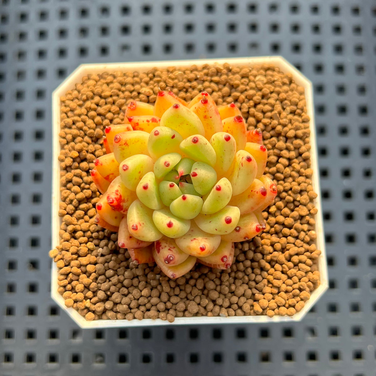 Echeveria Hybrid sp. 1"-2" Hand-Selected Clone (From Brotherly Farm) Succulent Plant Cutting