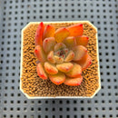 Echeveria Hybrid sp. 1"-2" Hand-Selected Clone (From Brotherly Farm) Succulent Plant Cutting