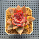 Echeveria Hybrid sp. 1"-2" Hand-Selected Clone (From Brotherly Farm) Succulent Plant Cutting