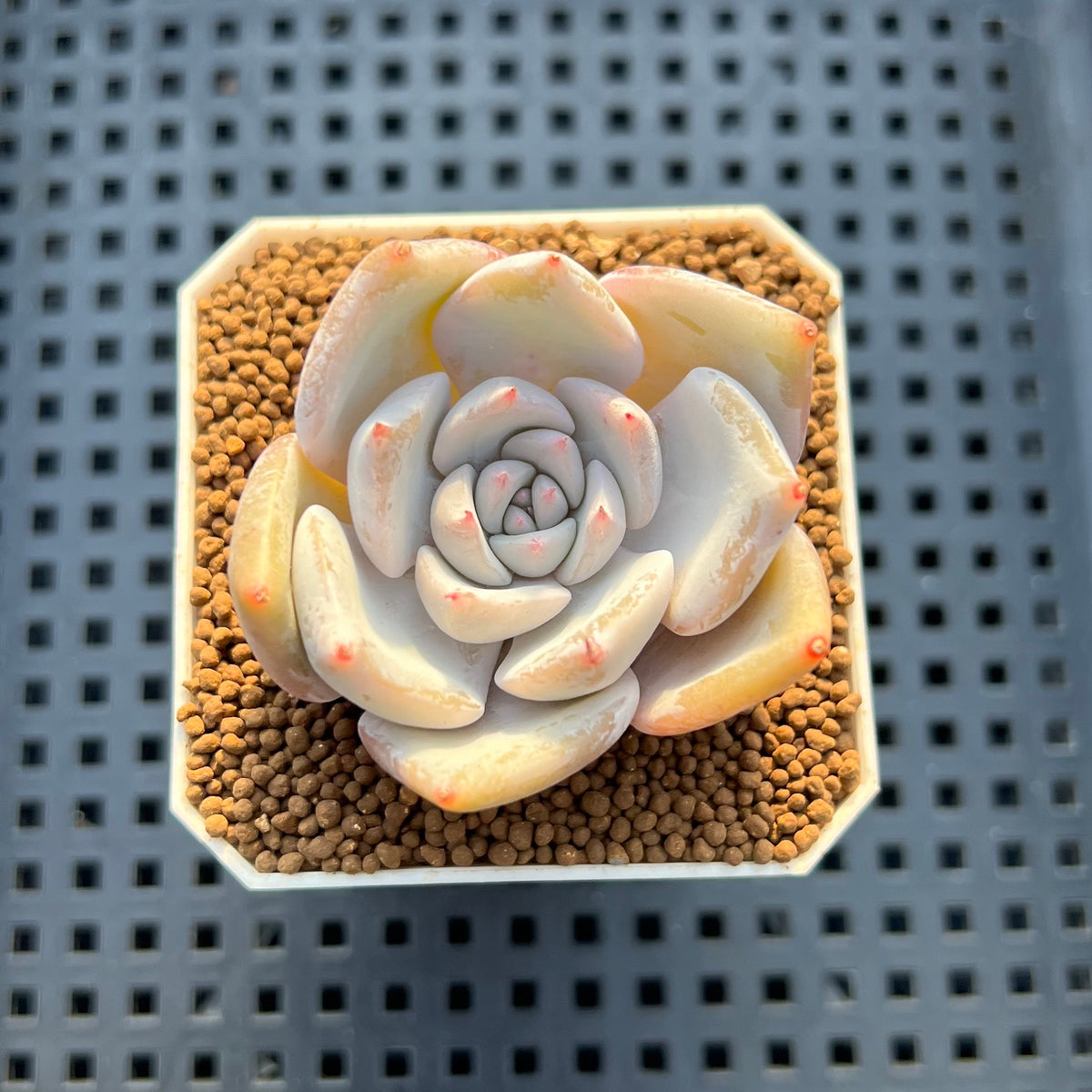 Echeveria Hybrid sp. 1"-2" Hand-Selected Clone (From Brotherly Farm) Succulent Plant Cutting
