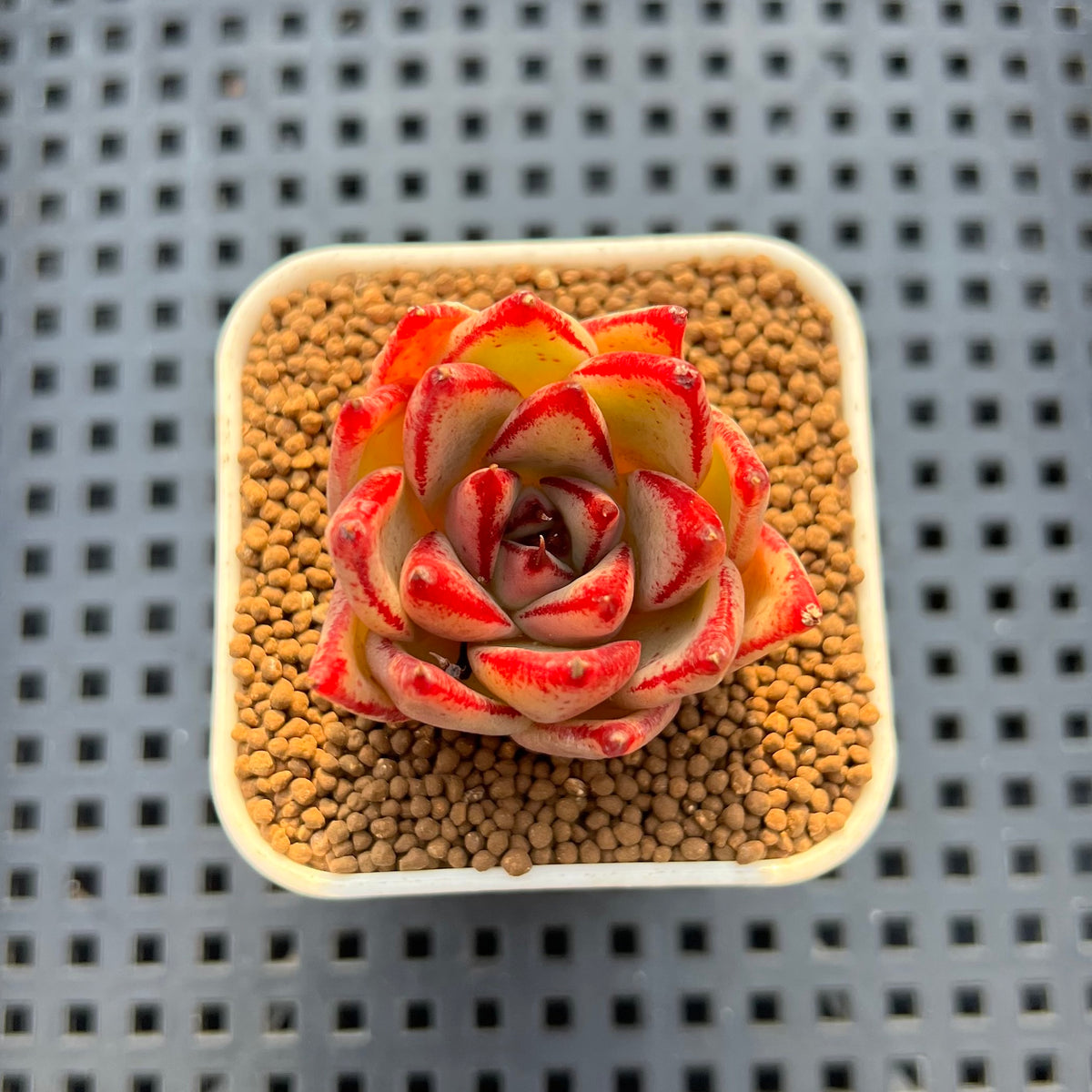 Echeveria Hybrid sp. 1"-2" Hand-Selected Clone (From Brotherly Farm) Succulent Plant Cutting