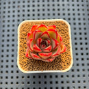 Echeveria Hybrid sp. 1"-2" Hand-Selected Clone (From Brotherly Farm) Succulent Plant Cutting