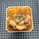 Echeveria Hybrid sp. 1"-2" Hand-Selected Clone (From Brotherly Farm) Succulent Plant Cutting