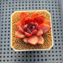 Echeveria Hybrid sp. 1"-2" Hand-Selected Clone (From Brotherly Farm) Succulent Plant Cutting