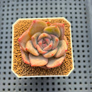 Echeveria Hybrid sp. 1"-2" Hand-Selected Clone (From Brotherly Farm) Succulent Plant Cutting