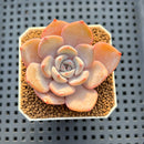 Echeveria Hybrid sp. 1"-2" Hand-Selected Clone (From Brotherly Farm) Succulent Plant Cutting