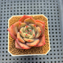 Echeveria Hybrid sp. 1"-2" Hand-Selected Clone (From Brotherly Farm) Succulent Plant Cutting