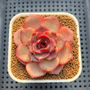 Echeveria Hybrid sp. 1"-2" Hand-Selected Clone (From Brotherly Farm) Succulent Plant Cutting